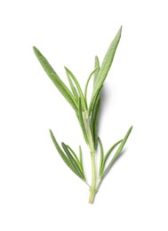 Aromatic green rosemary sprig isolated on white. Fresh herb