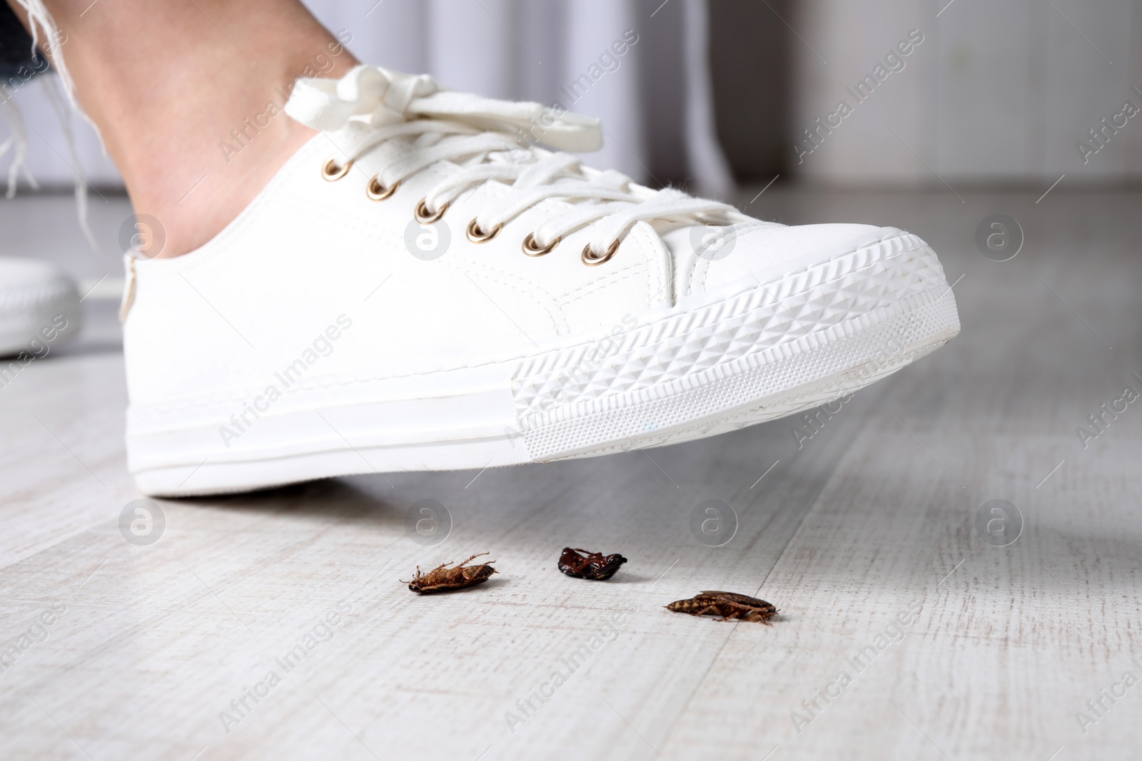 Photo of Woman crushing cockroaches with feet, closeup. Pest control