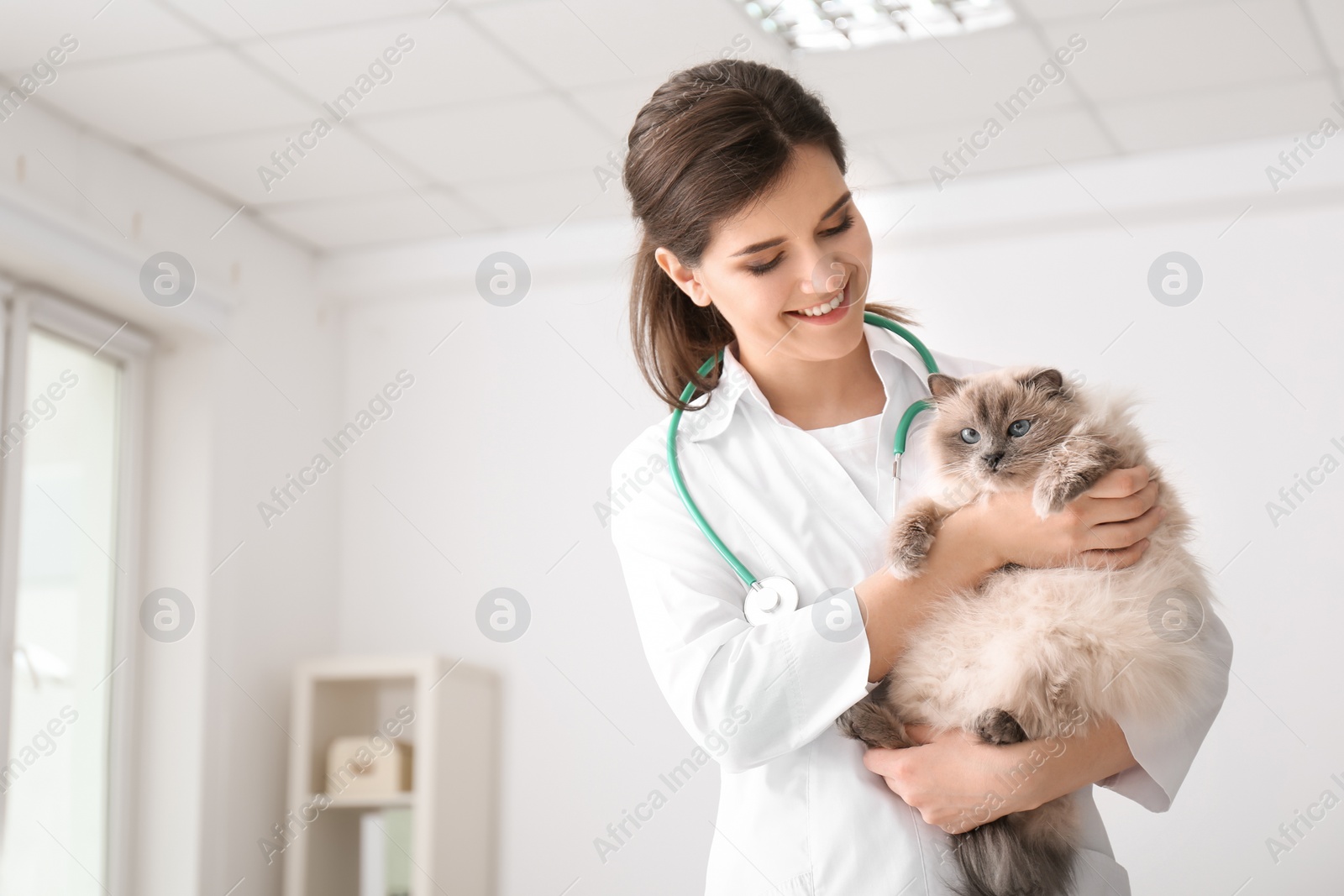 Photo of Young veterinarian holding cat in clinic