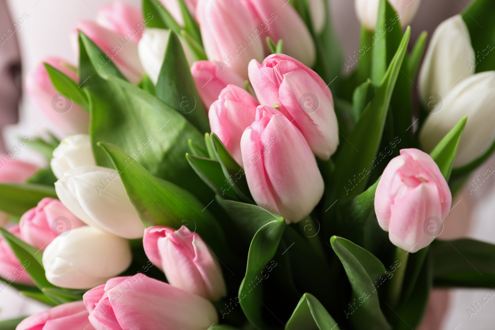 Photo of Big bouquet of beautiful tulips, closeup view