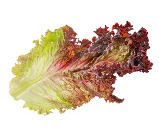 Photo of Leaf of fresh red coral lettuce isolated on white