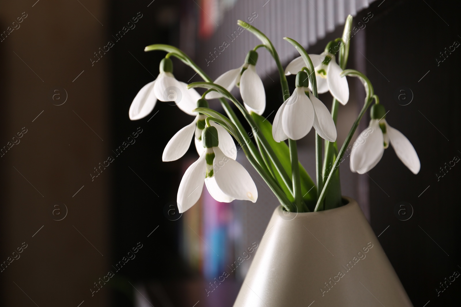 Photo of Vase with beautiful snowdrops indoors, closeup. Spring flowers