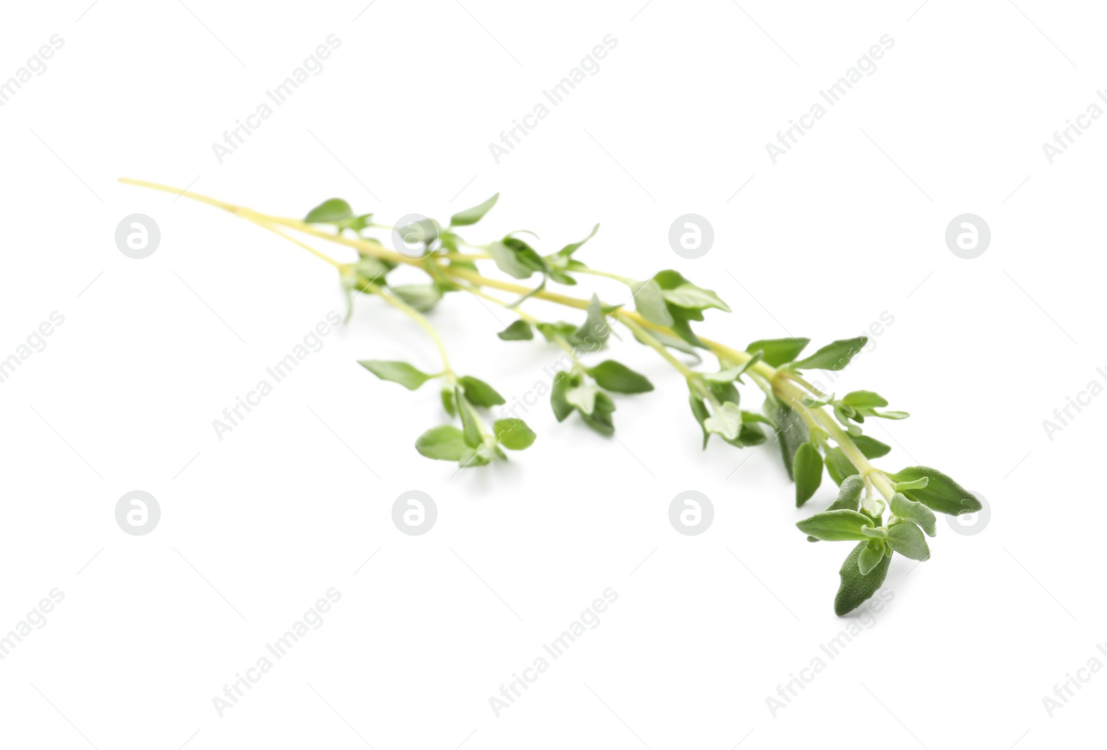 Photo of Aromatic thyme sprig on white background. Fresh herb