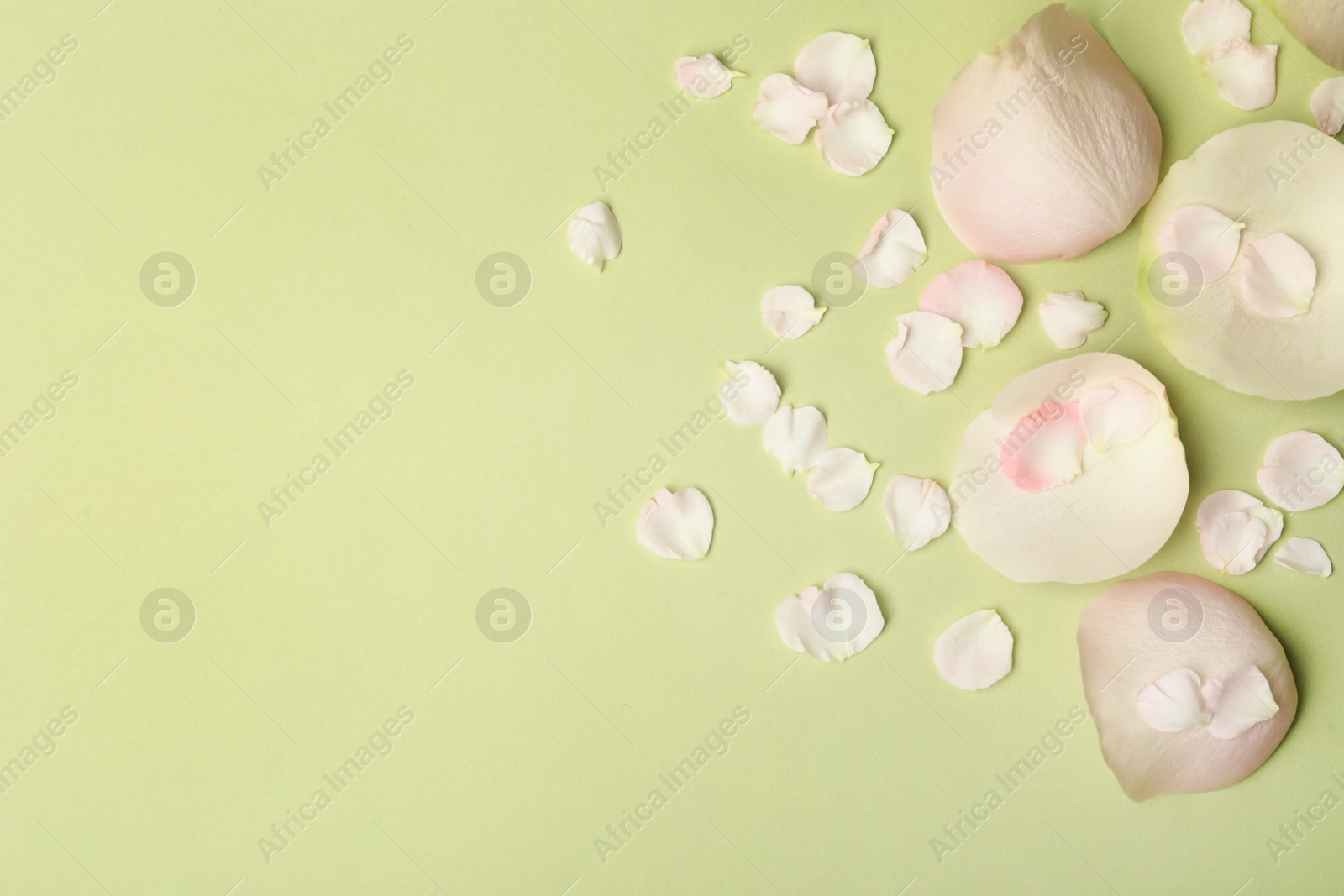 Photo of Beautiful petals on green background, flat lay. Space for text