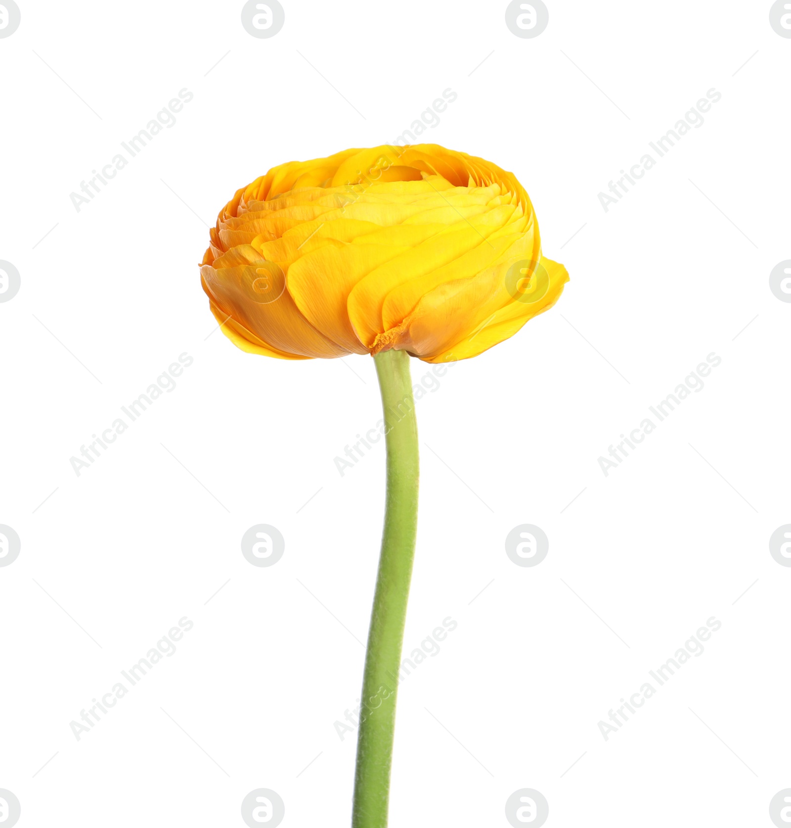 Photo of Beautiful fresh ranunculus flower isolated on white