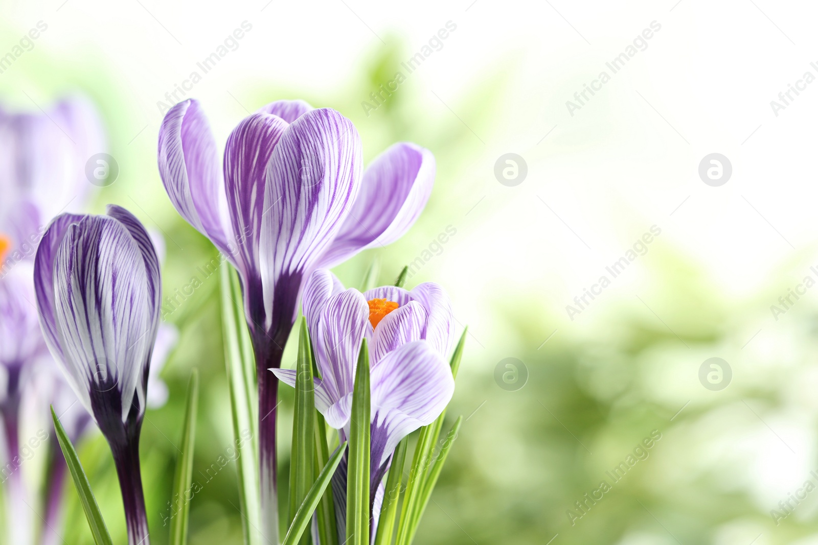 Photo of Beautiful spring crocus flowers on blurred background, space for text