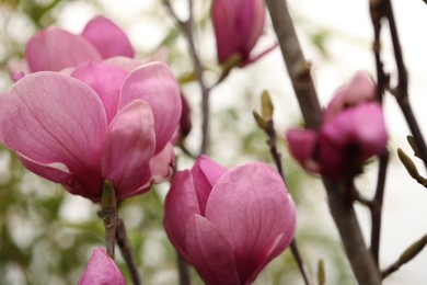 Closeup view of beautiful blooming magnolia tree outdoors