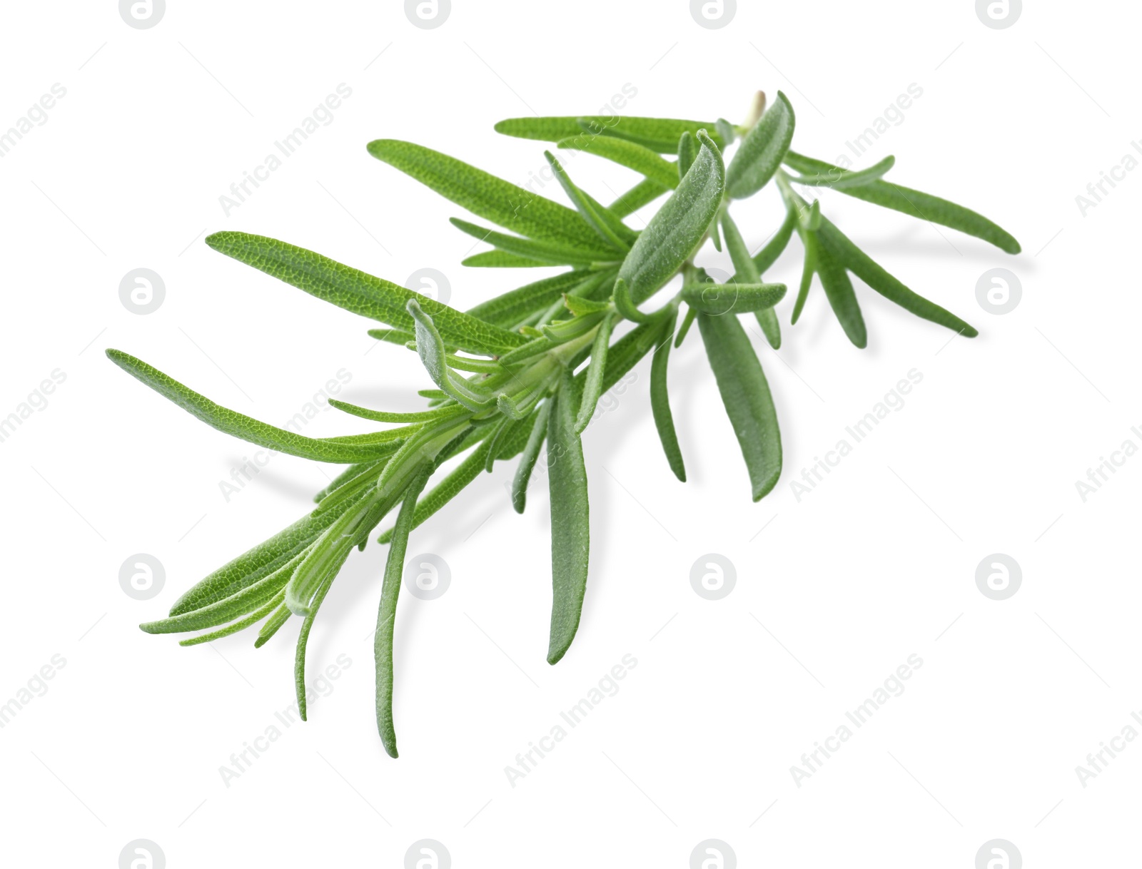 Photo of Aromatic green rosemary sprig isolated on white. Fresh herb