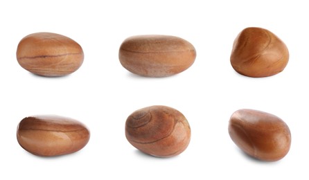 Image of Set with jackfruit seeds on white background