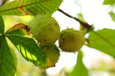 Photo of Horse chestnuts growing on tree outdoors, closeup