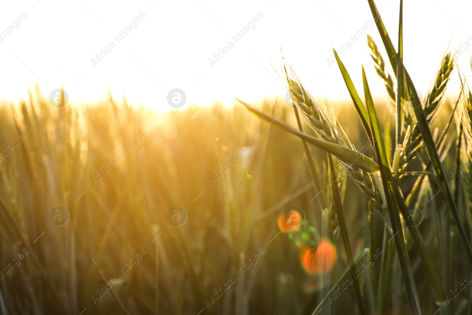 Photo of Closeup view of field with unripe spikes on sunny day