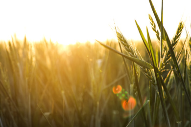 Closeup view of field with unripe spikes on sunny day