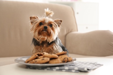 Yorkshire terrier on sofa near plate with cookies indoors, space for text. Happy dog