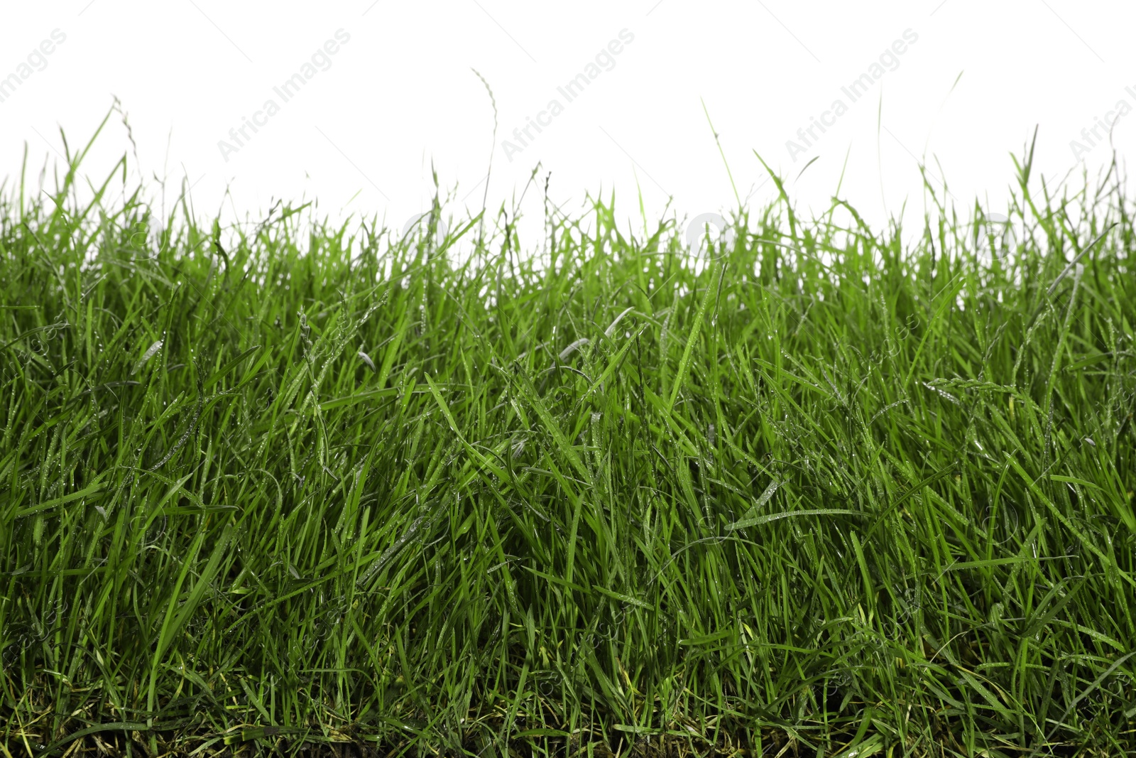 Photo of Beautiful lush green grass on white background