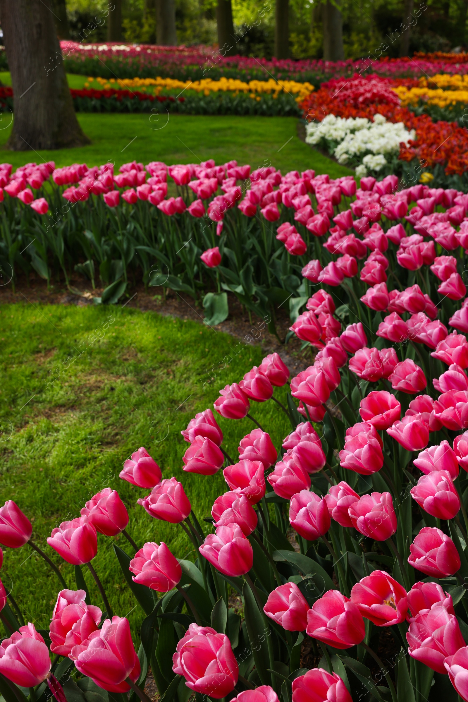 Photo of Many different beautiful tulip flowers in park. Spring season