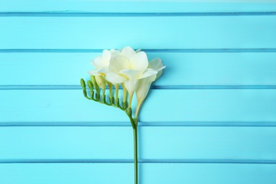 Photo of Beautiful freesia on wooden background