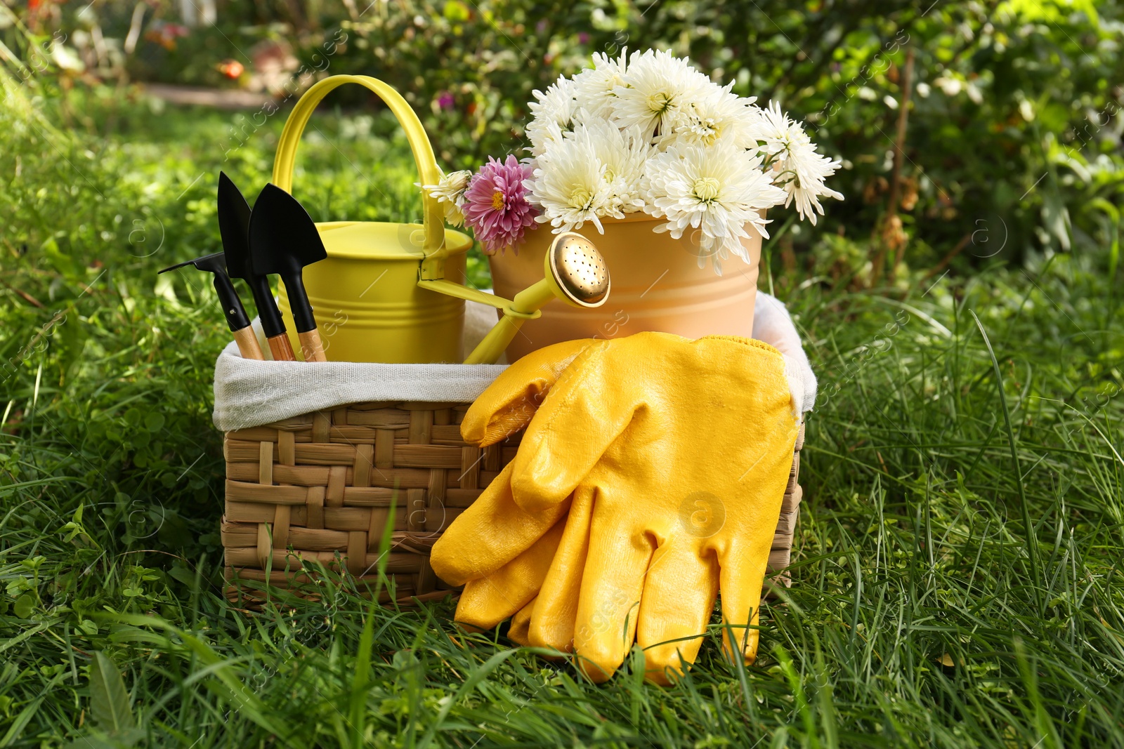 Photo of Wicker basket with gardening gloves, flowers and tools on grass outdoors