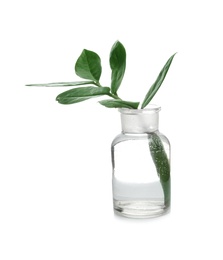 Photo of Lab glassware with exotic plant isolated on white. Organic chemistry