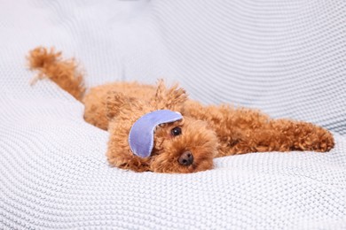 Photo of Cute Maltipoo dog with sleep mask resting on soft bed