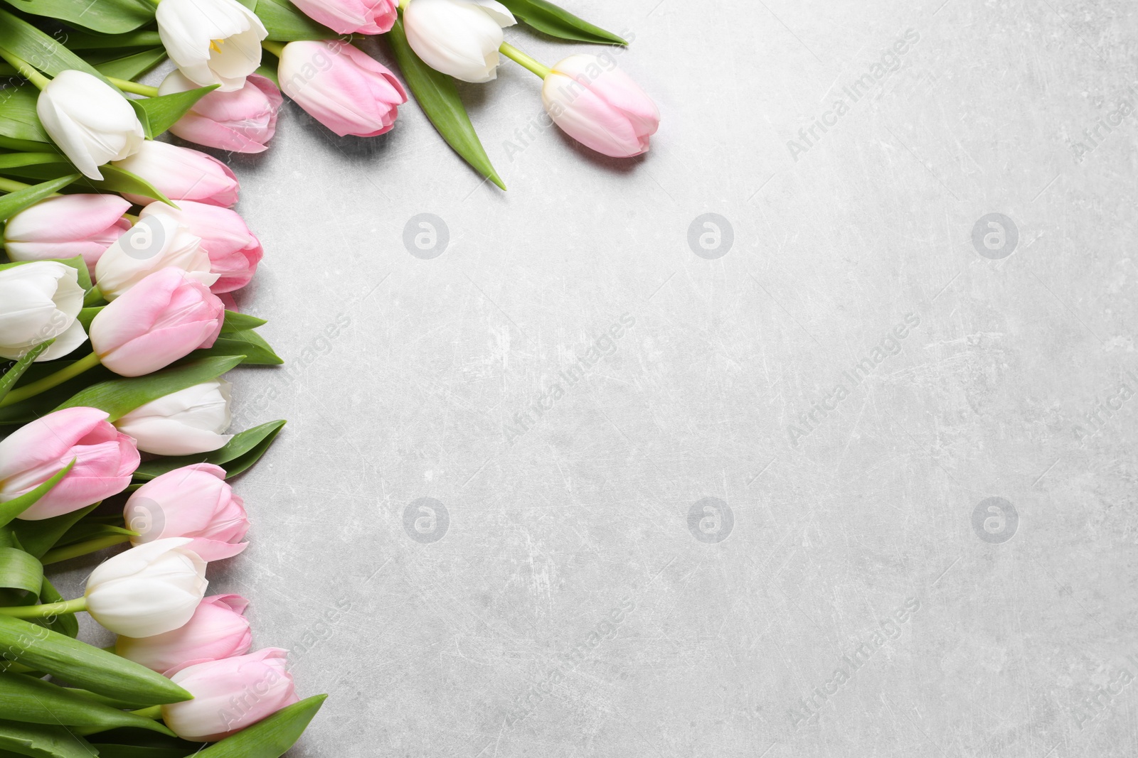 Photo of Beautiful pink spring tulips on light grey background, flat lay. Space for text