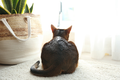 Photo of Beautiful Abyssinian cat near window indoors, back view. Lovely pet