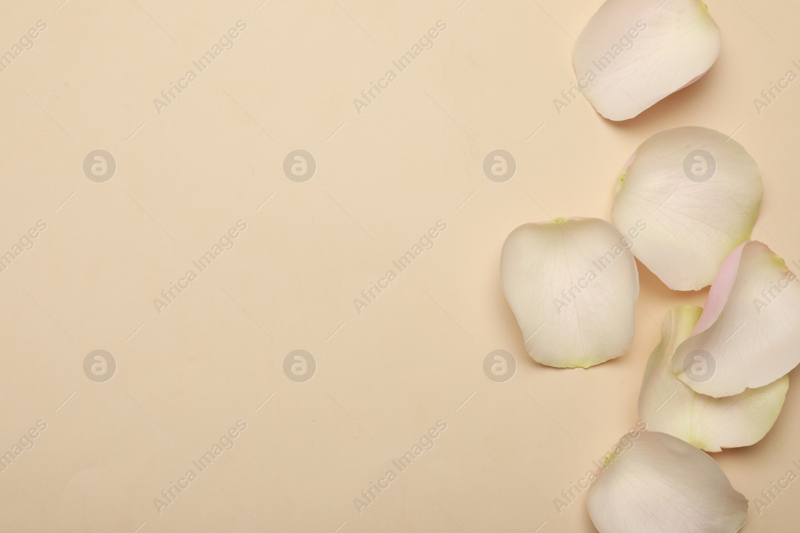 Photo of Beautiful rose petals on beige background, flat lay. Space for text