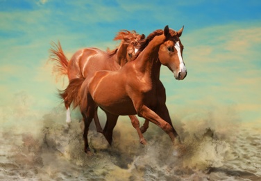 Image of Beautiful horses kicking up dust while running through sand