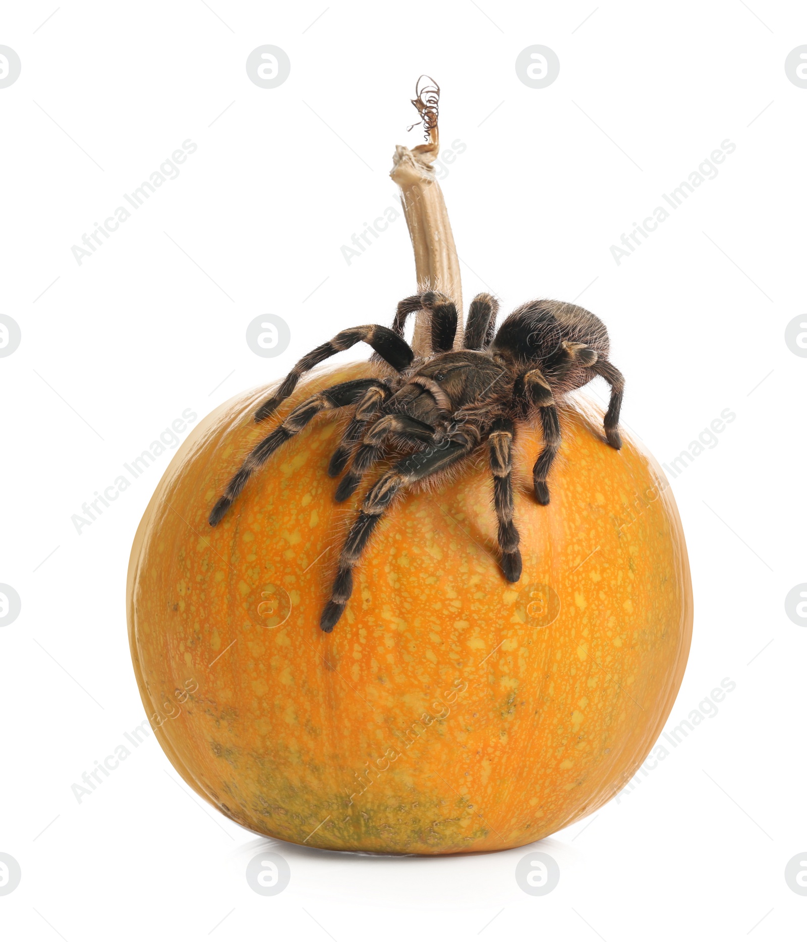 Photo of Striped knee tarantula and pumpkin isolated on white. Halloween celebration