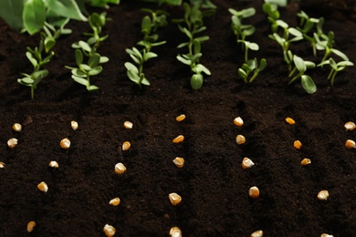 Corn seeds in fertile soil. Vegetables growing