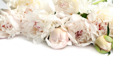 Beautiful blooming peony flowers on white background