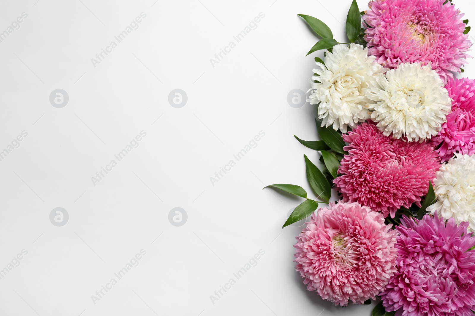 Photo of Beautiful asters and space for text on white background, top view. Autumn flowers