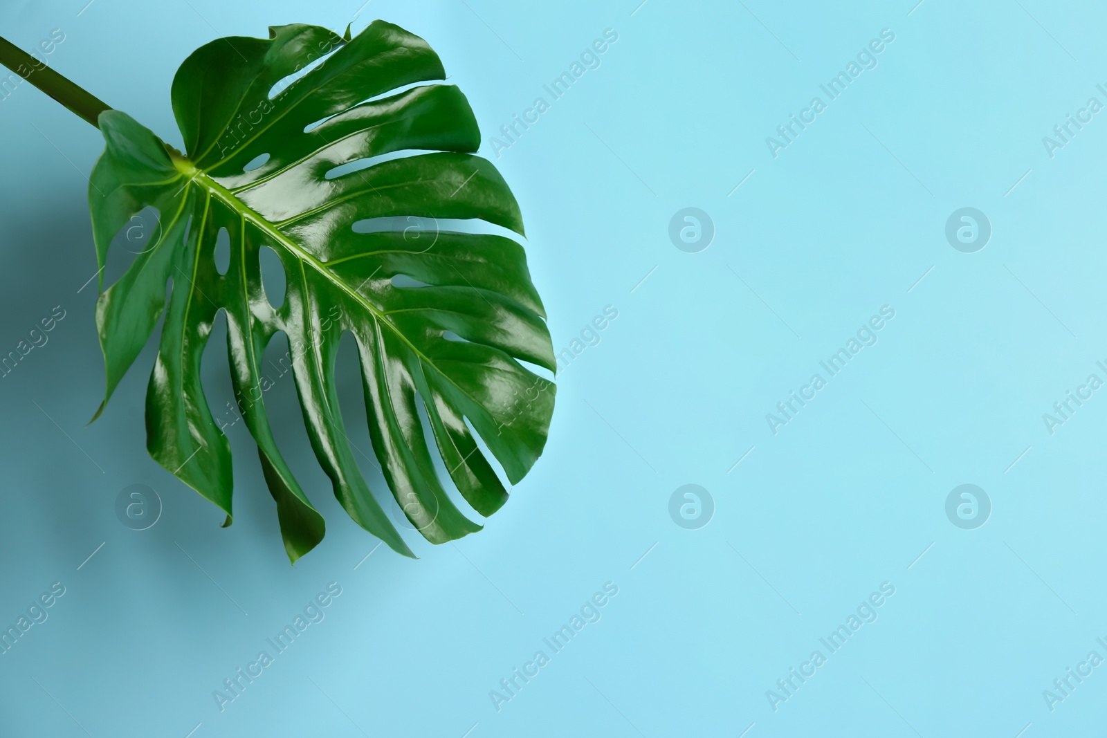 Photo of Beautiful monstera leaf on light blue background, space for text. Tropical plant