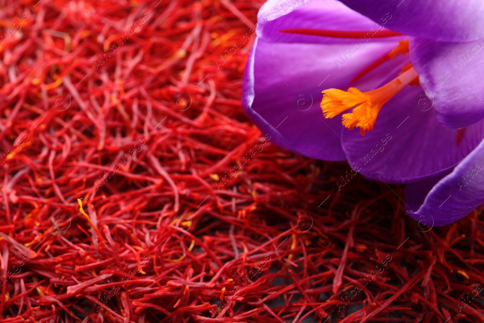 Photo of Beautiful crocus flower on dried saffron, closeup. Space for text