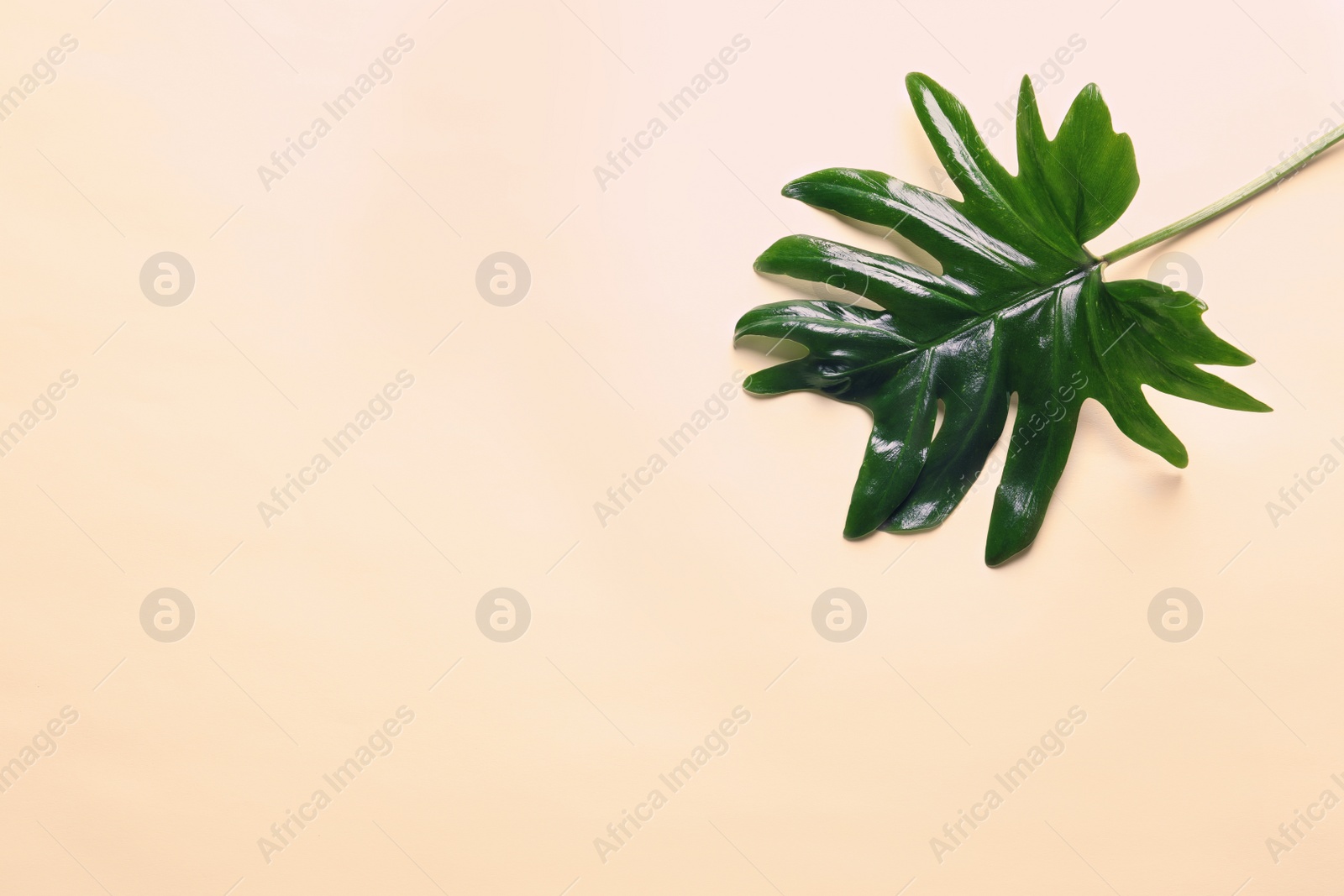 Photo of Beautiful tropical Philodendron leaf on color background, top view