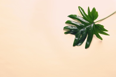 Beautiful tropical Philodendron leaf on color background, top view