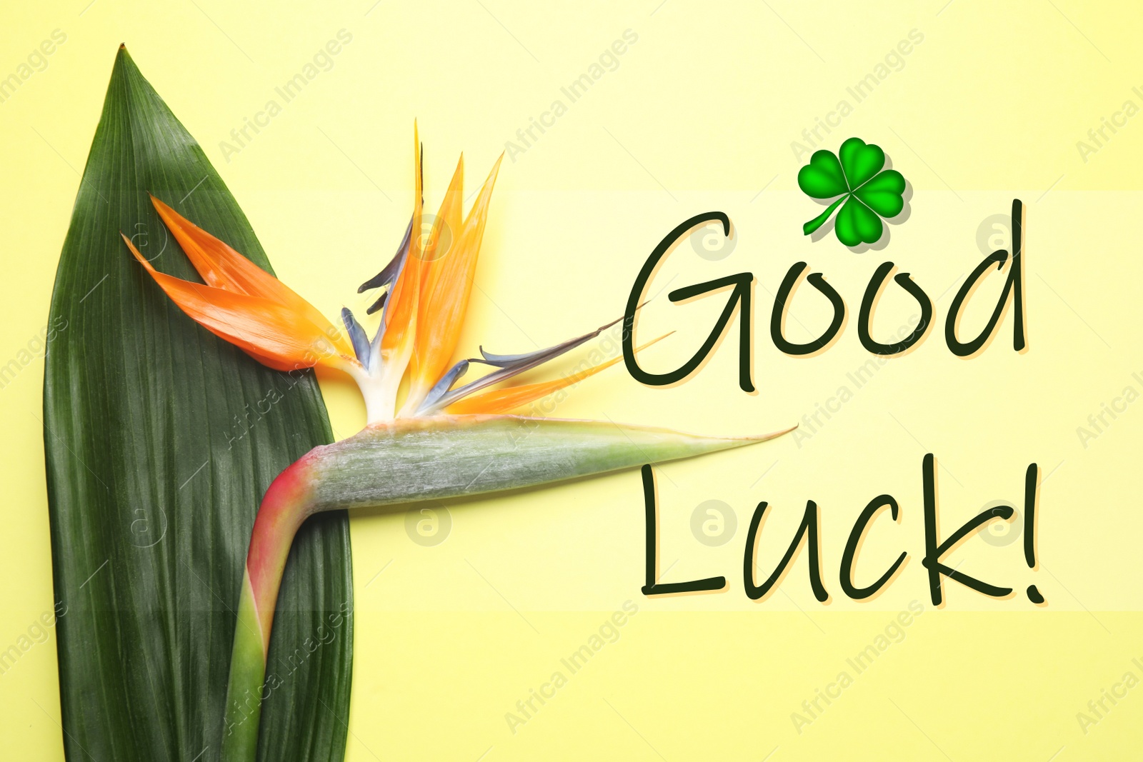 Image of Bird of paradise tropical flower and phrase GOOD LUCK on yellow background, top view