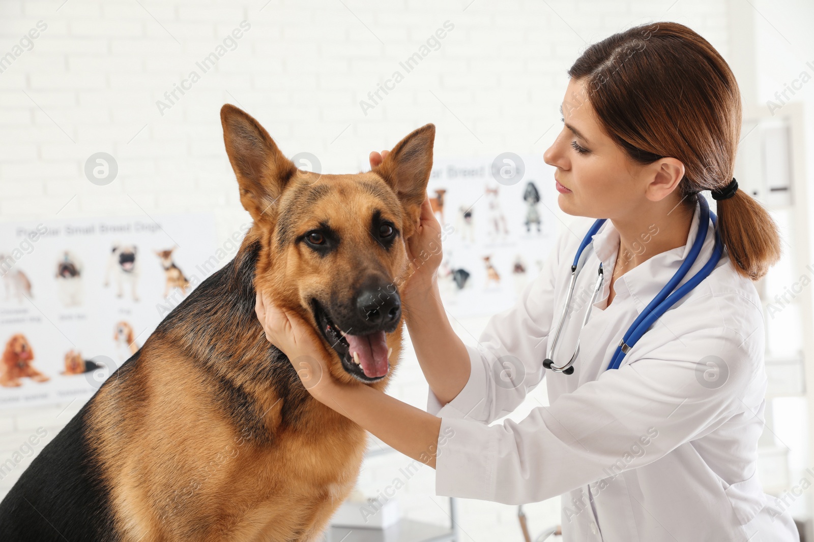 Photo of Professional veterinarian examining dog's ears in clinic