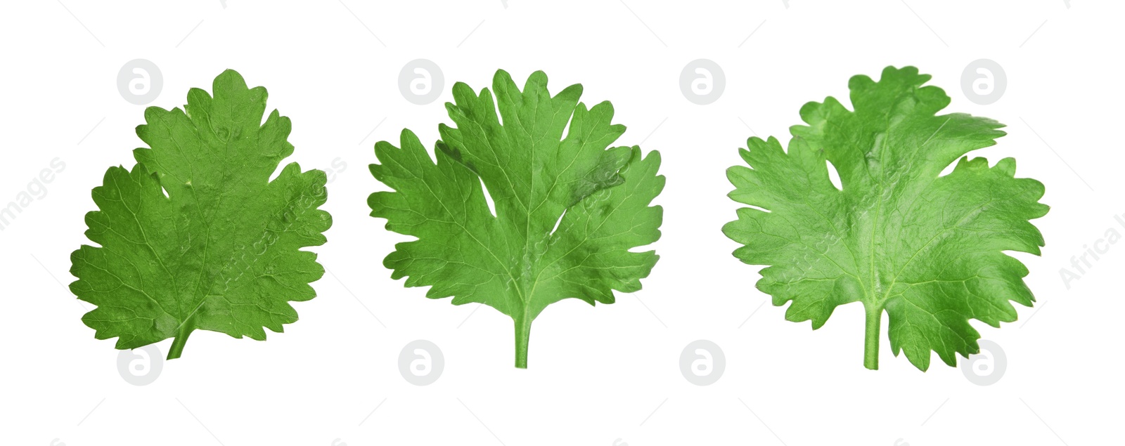 Image of Set with fresh coriander leaves on white background. Banner design