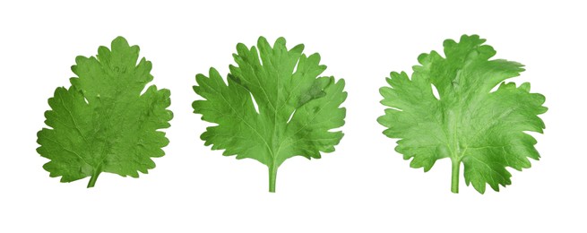 Set with fresh coriander leaves on white background. Banner design