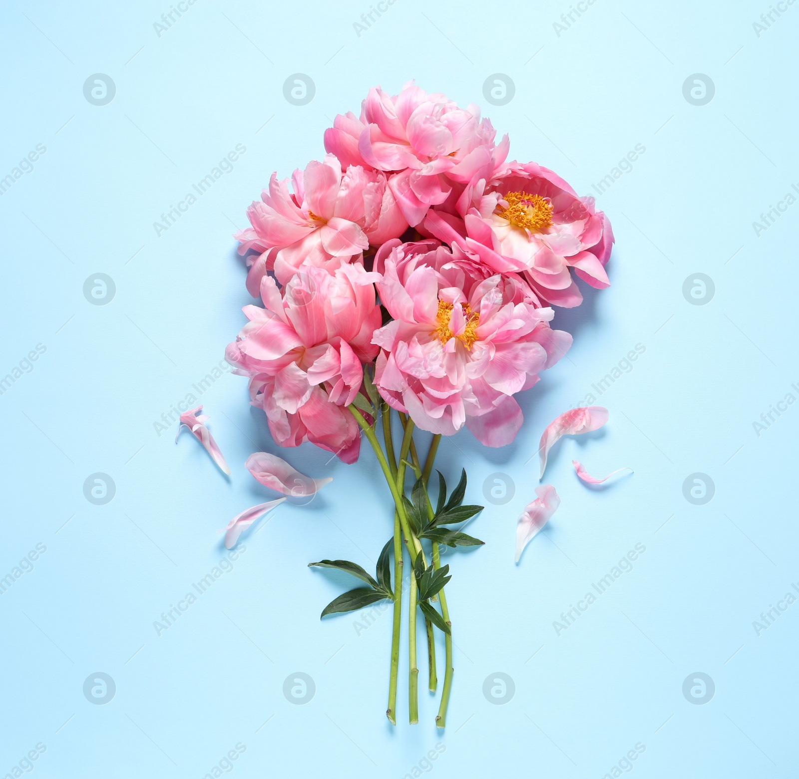 Photo of Bunch of beautiful pink peonies and petals on light turquoise background, flat lay