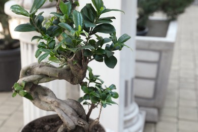 Photo of Beautiful potted Bonsai tree in garden, closeup. Space for text