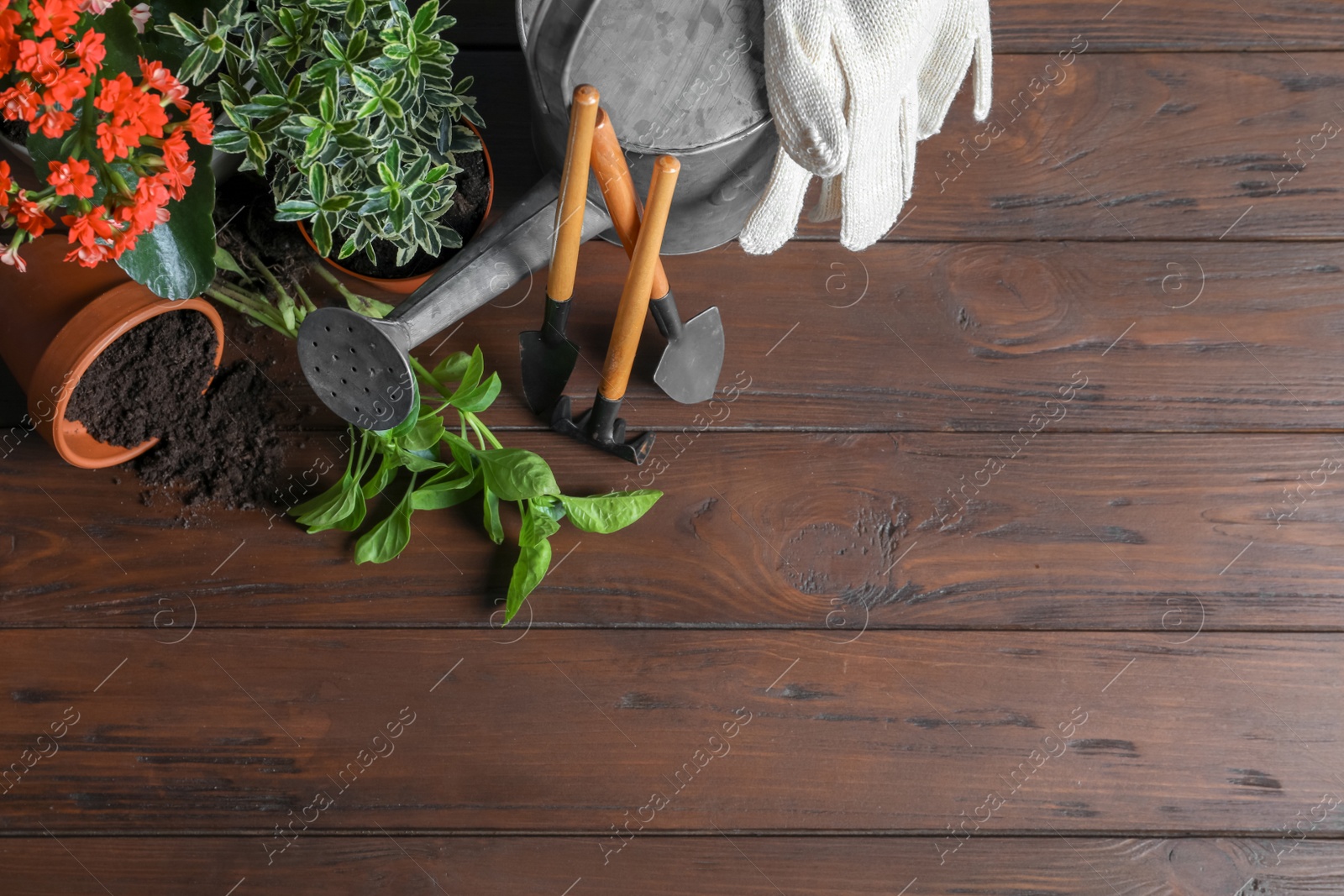 Photo of Flat lay composition with gardening tools and plants on wooden background