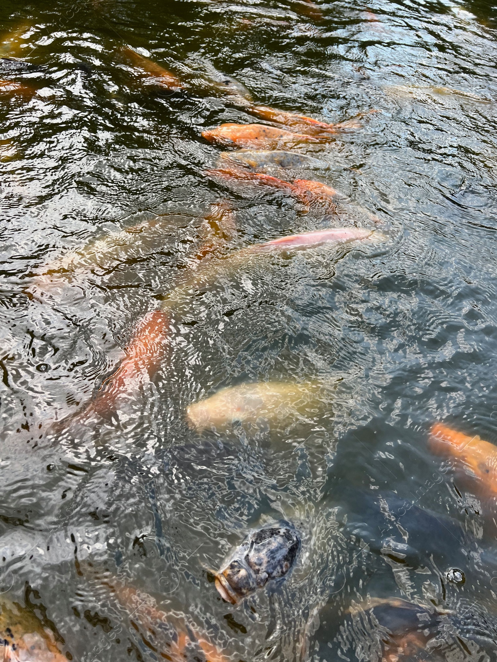 Photo of Many golden carps swimming in water outdoors