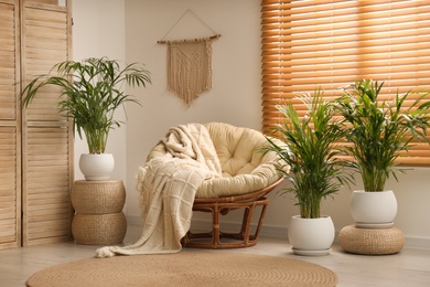 Exotic house plants with comfortable armchair in room interior