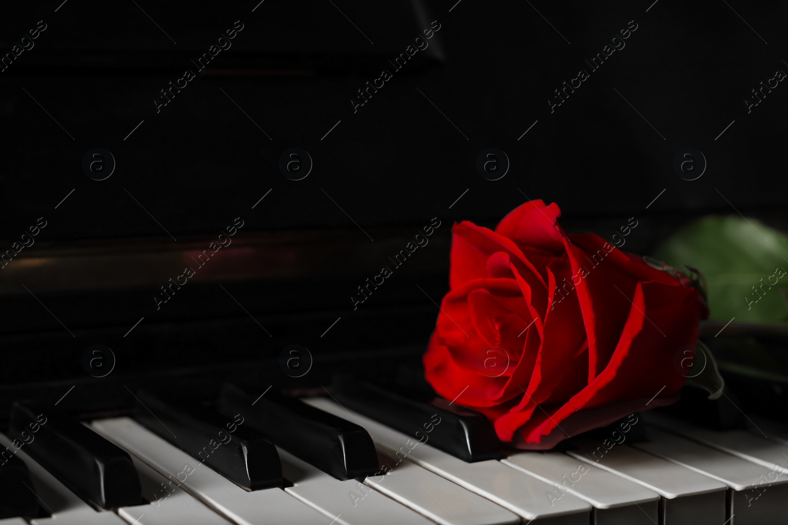 Photo of Beautiful red rose on piano keys, closeup. Space for text