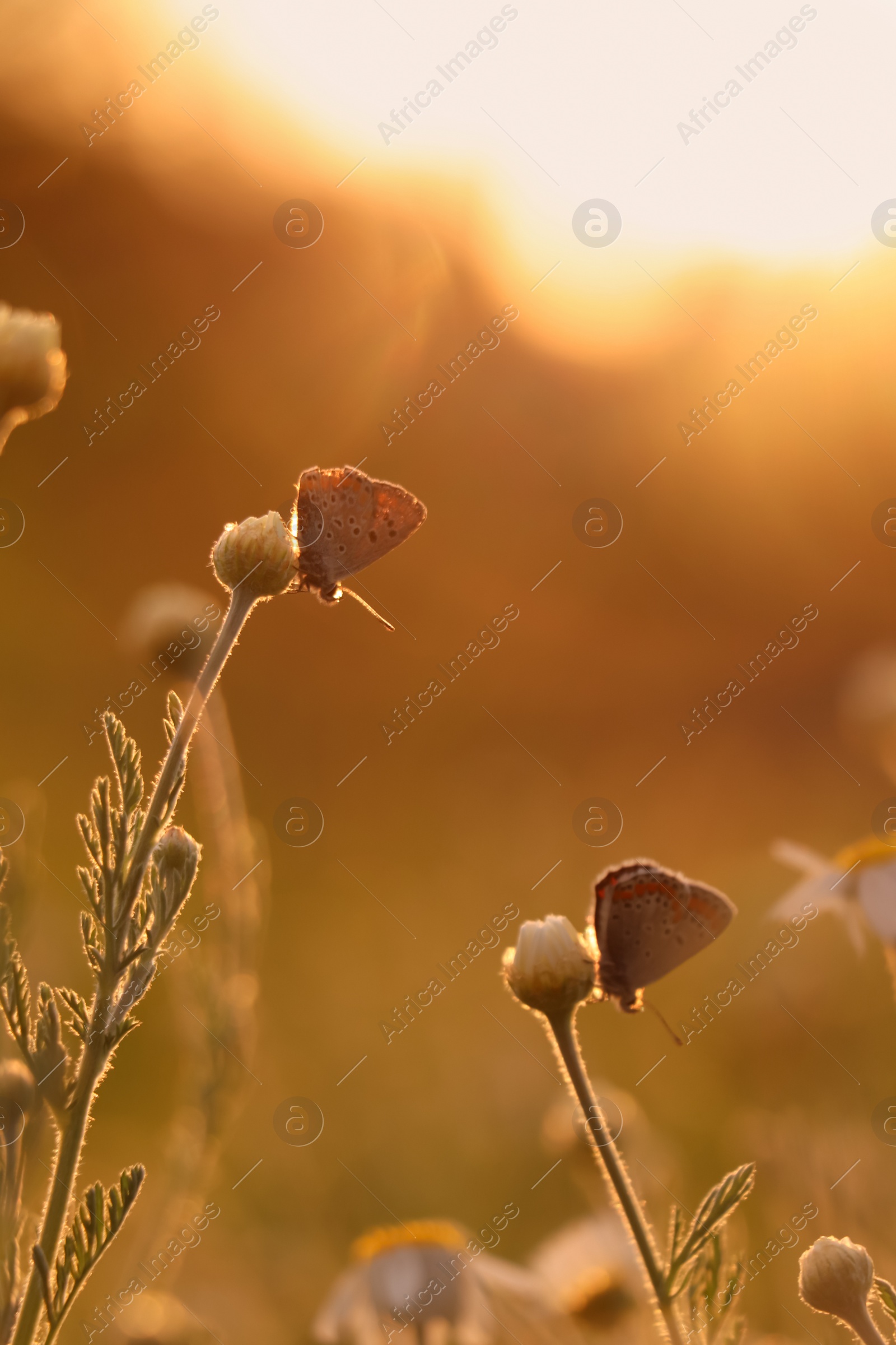 Photo of Beautiful chamomile flowers and butterfly outdoors. Spring meadow