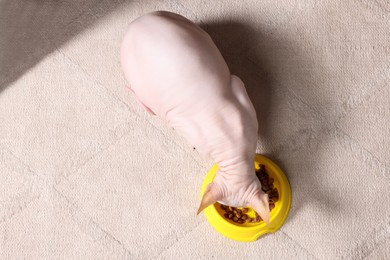 Photo of Cute Sphynx cat eating pet food from feeding bowl at home, top view