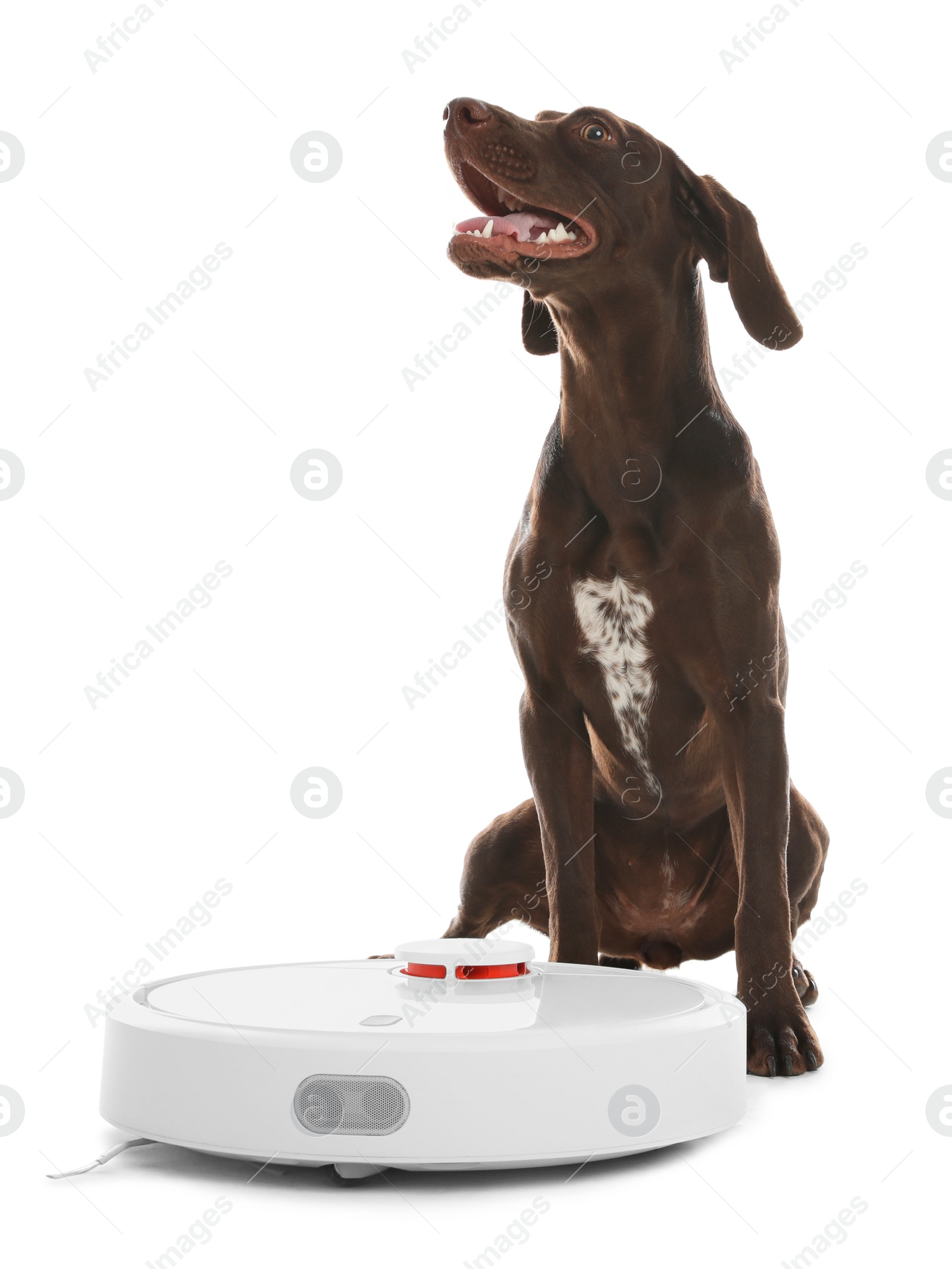 Photo of Modern robotic vacuum cleaner and German Shorthaired Pointer dog on white background