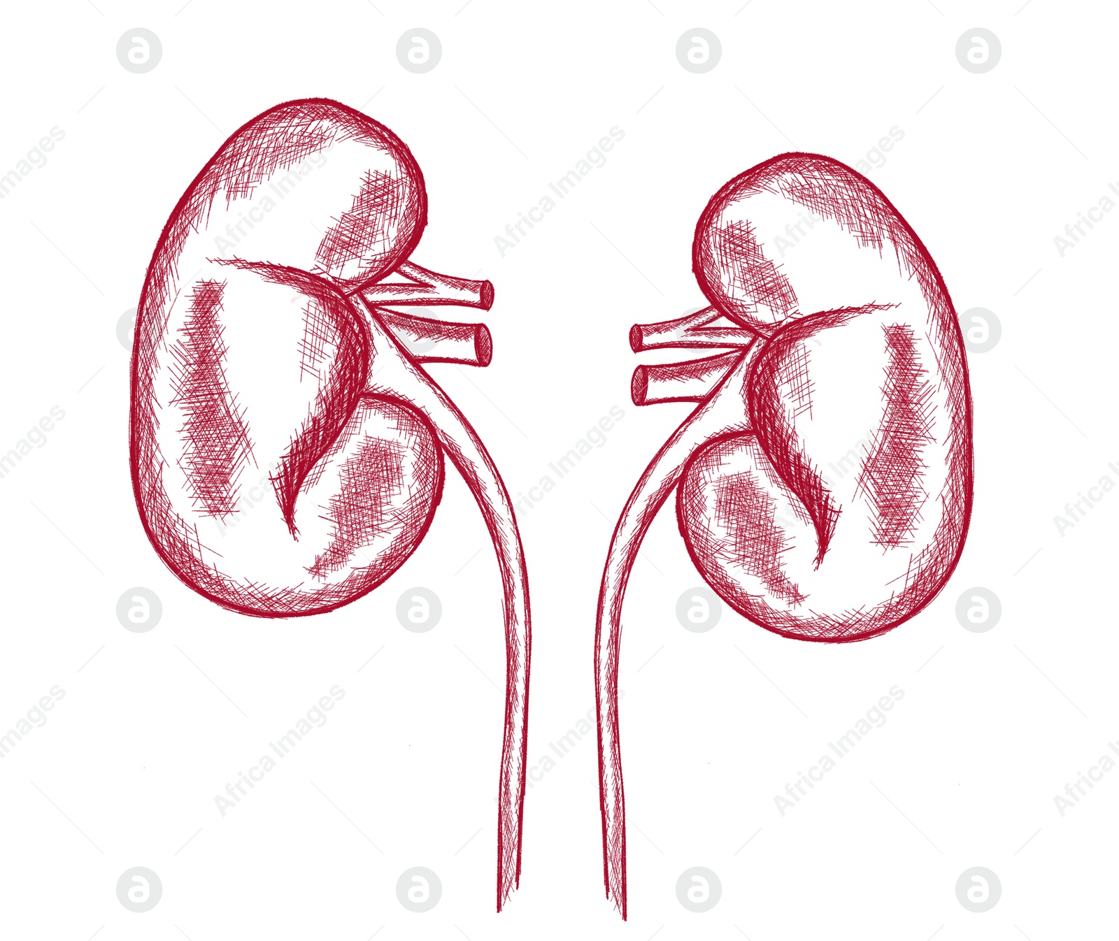 Illustration of  kidneys on white background. Human anatomy