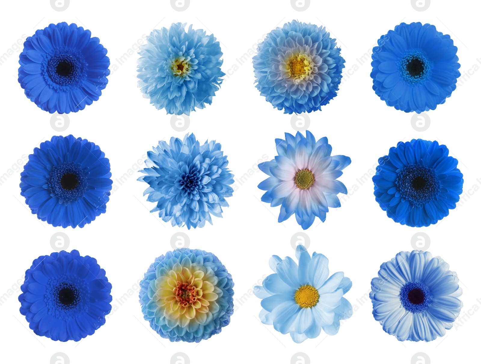 Image of Set with different beautiful blue flowers on white background